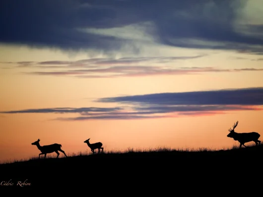 Cerf et biches au coucher de soleil
