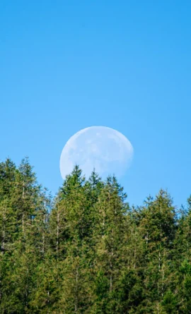 Lune au dessus de sapins en journée